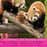 journée-internationale-du-panda-roux