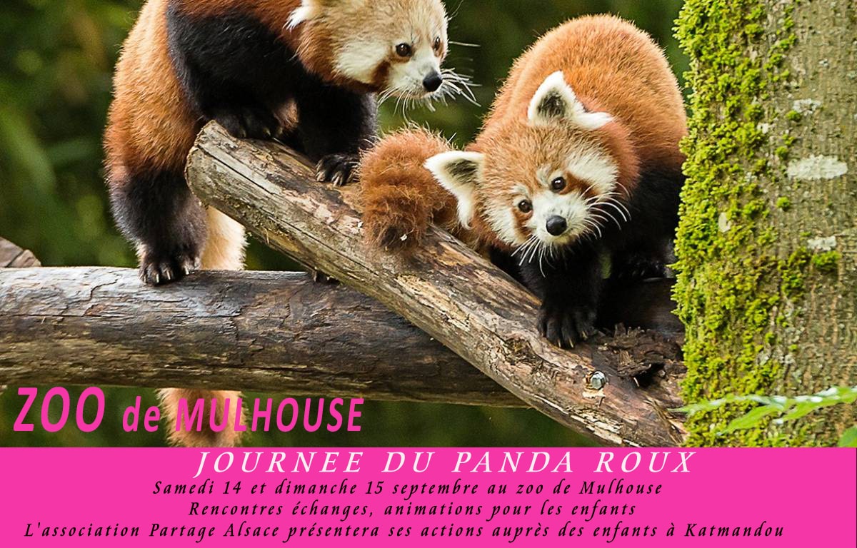journée-internationale-du-panda-roux